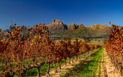 Autumn Market Shift in the Winelands