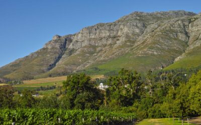 Winelands Property Market Mid-Year 2026: Stabilising, Not Slowing Down